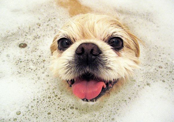 Собака в пене Собака в пене